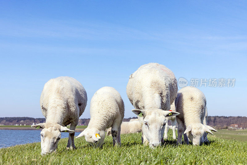 在家庭餐厅里，羊群排成一排吃草，小羊羔在特谢林岛堤岸上的田地里