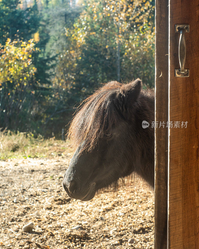 长鬃毛的黑色小马