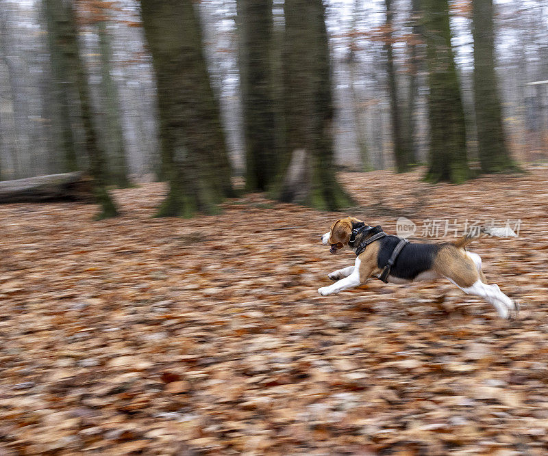 活跃的小猎犬在秋天的公园里跑步，在散步。