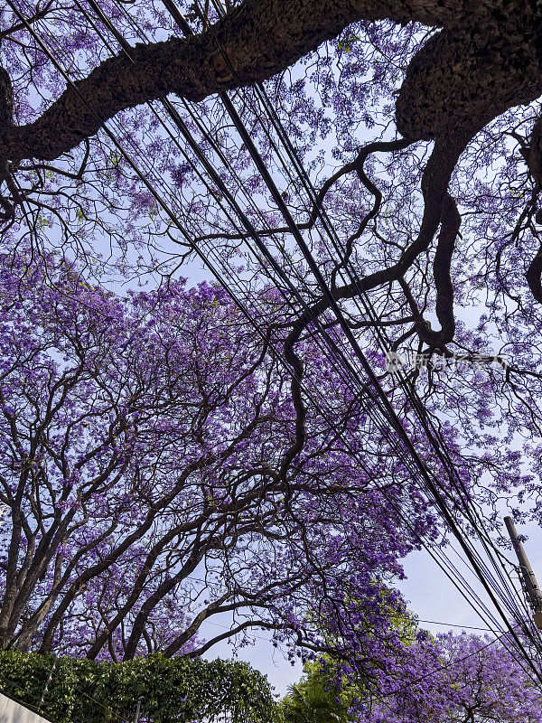 墨西哥城开花的蓝花楹树