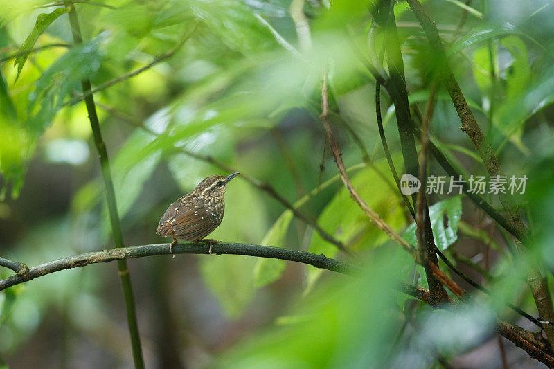 长舌鹪鹩鸟:成年不眨的长舌鹪鹩(长舌鹪鹩属)。