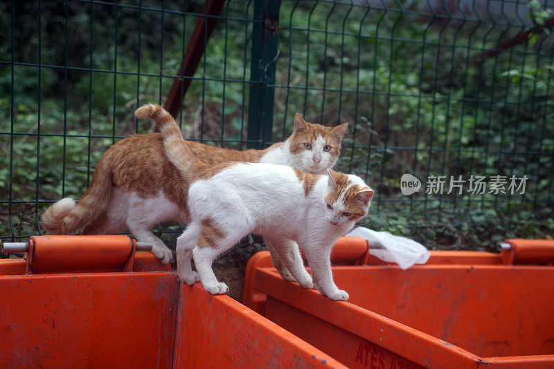 伊斯坦布尔的流浪猫