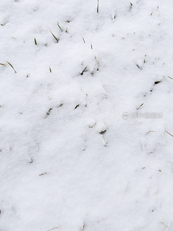 雪下的绿草。新鲜松软的雪下的草。从雪下几乎看不见草。冬天的背景。