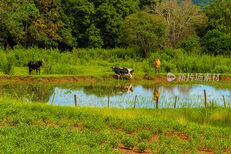 一些牛在一个小湖畔吃草。
