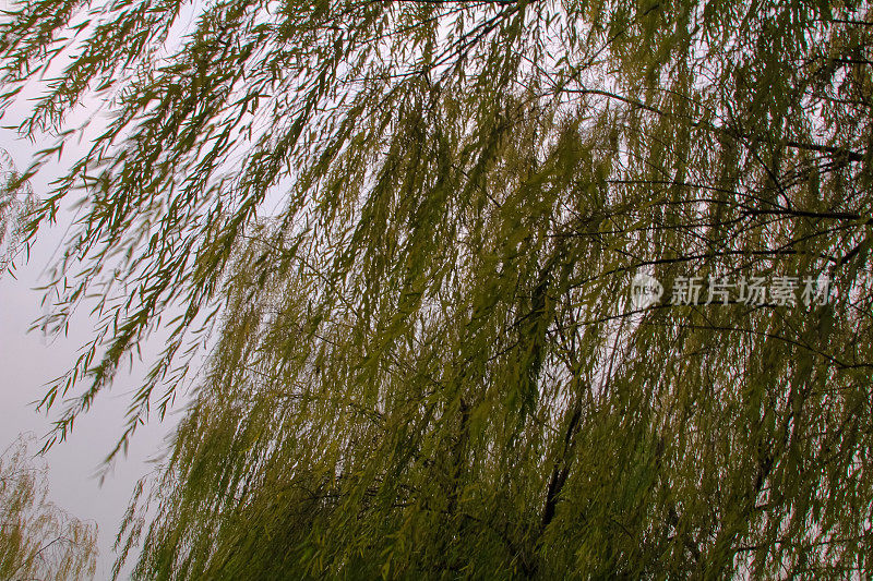 西湖岸边生长的垂柳枝条的特写。