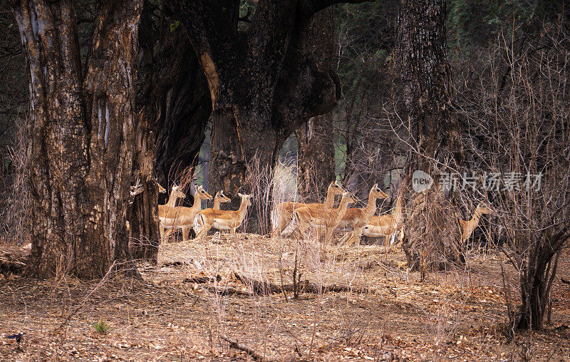 津巴布韦的一群黑斑羚