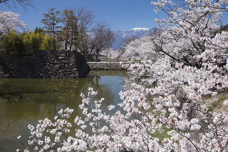 松本城堡的樱花，日本，长野县，松本，长野县