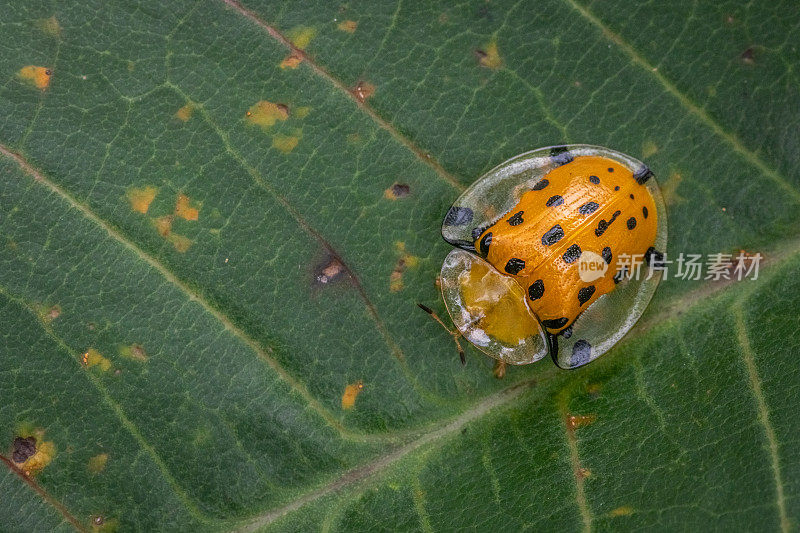 斑点龟甲虫，(粟棘形龟甲)，龟甲科。