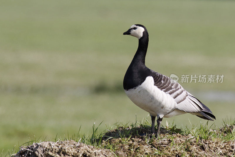 藤壶鹅（白斑雁）