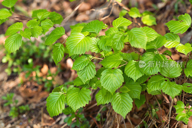 春天花园的槟榔叶植物