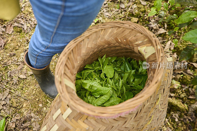 毯子里的新鲜茶叶。