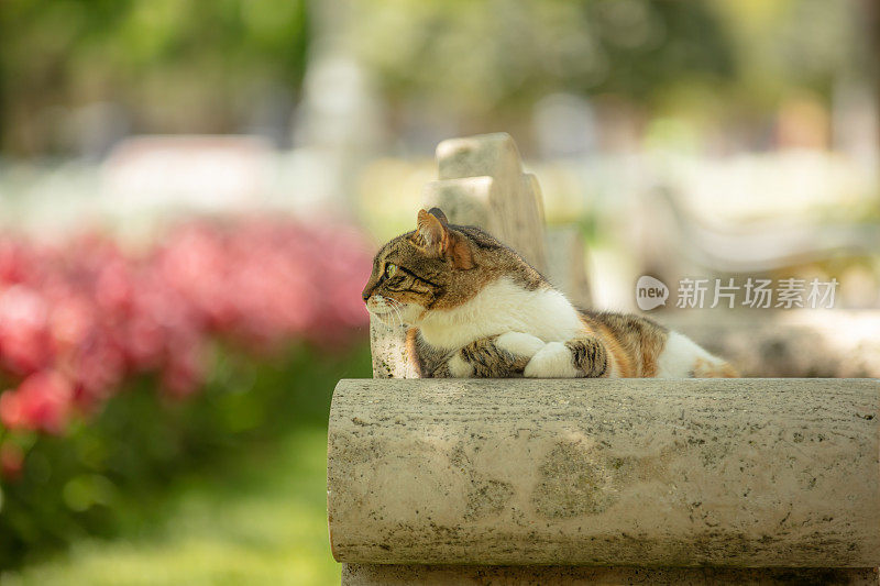 多色的流浪猫坐在公园的长椅上。