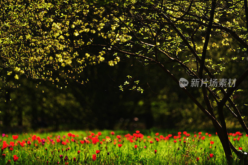 布里策花园的郁金香，柏林