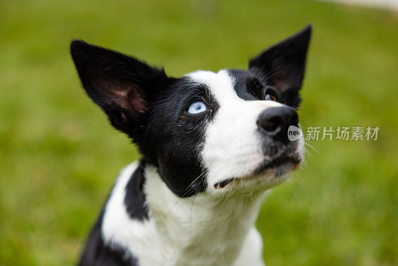 一只蓝眼睛仰望天空的狗的肖像