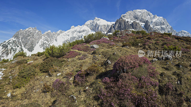 高山景观与高山玫瑰在Hochkönig山