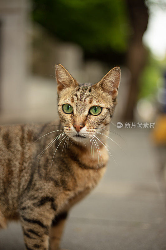 流浪虎斑猫在看镜头。