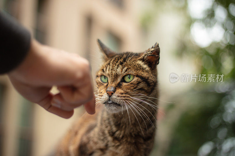 又老又生气的流浪猫。