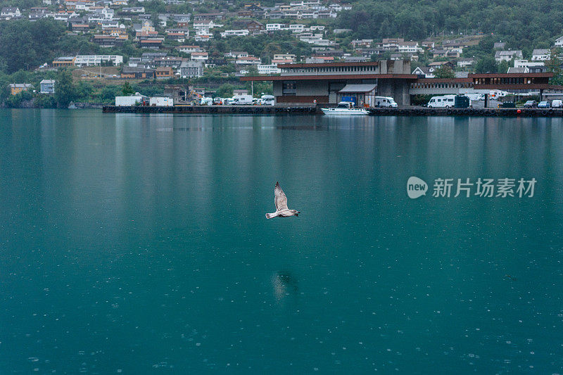 在挪威奥达镇的背景下，一只海鸥飞过峡湾