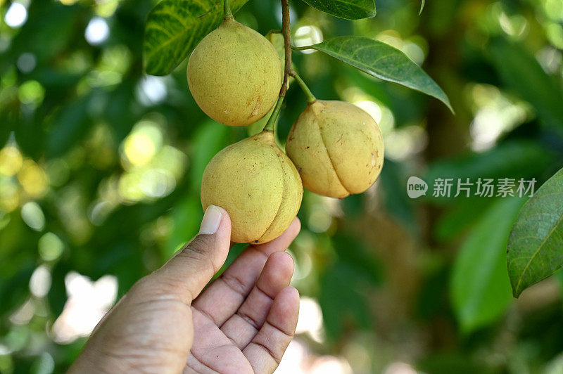 肉豆蔻在树上