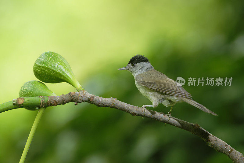 无花果树上的黑帽