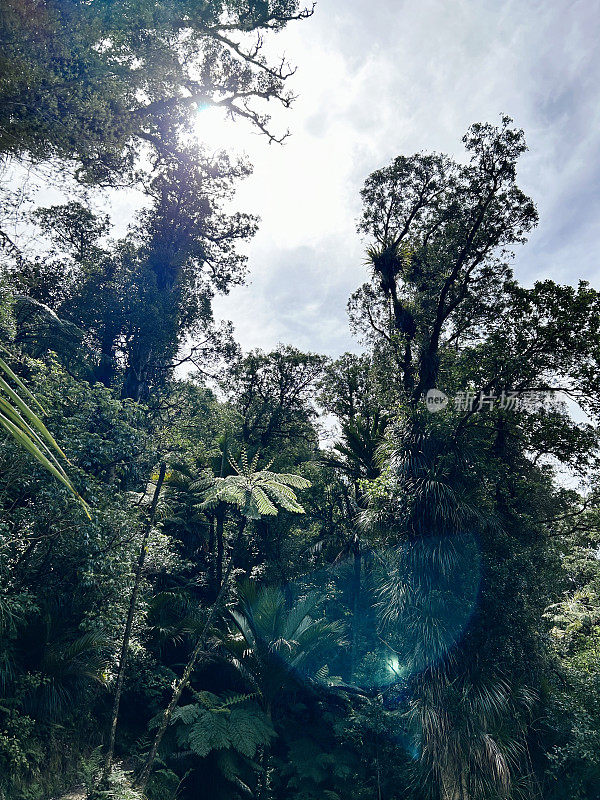 新西兰原生森林背景与太阳耀斑