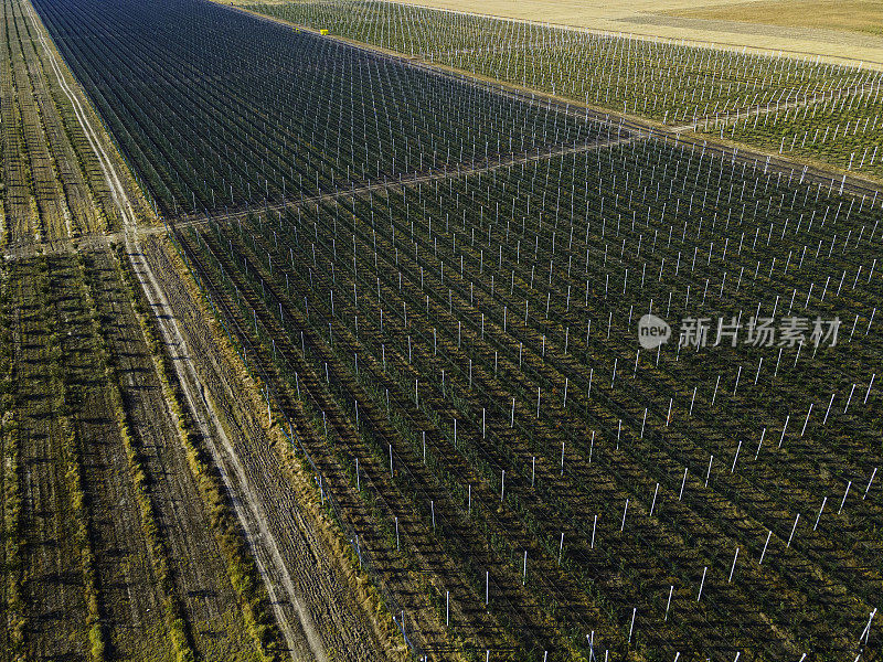 智能农业。有防冰雹网的果园鸟瞰图。