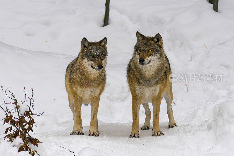 两只狼在德国自然巴伐利亚森林公园的雪地里