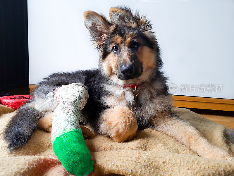 一只美丽的长毛德国牧羊犬，腿上缠着绷带，躺在床上看着镜头，她在一次事故中受伤的腿上接受了手术。