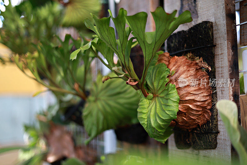 在热带花园的木板上悬挂着各种鹿角蕨(Platycerium)植物的美丽集合。