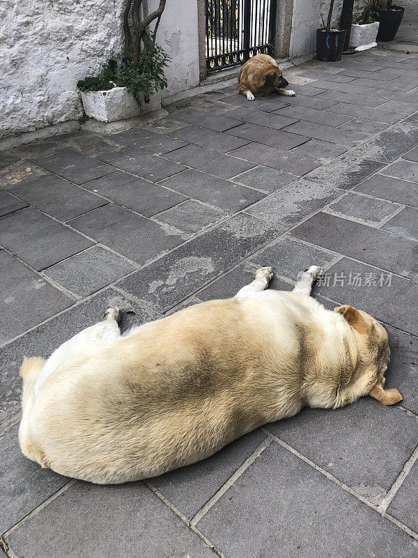 流浪狗睡觉