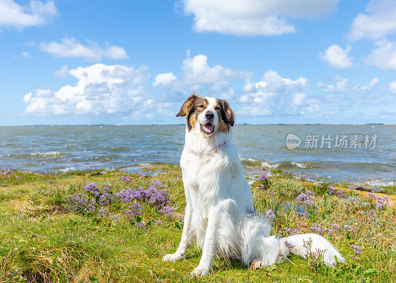 在德国东弗里斯兰的北海地区，一只狗坐在夏日的海滩上