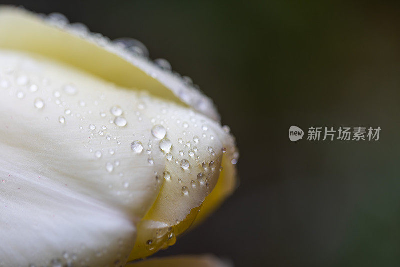 自然图案的白色郁金香花覆盖在雨滴