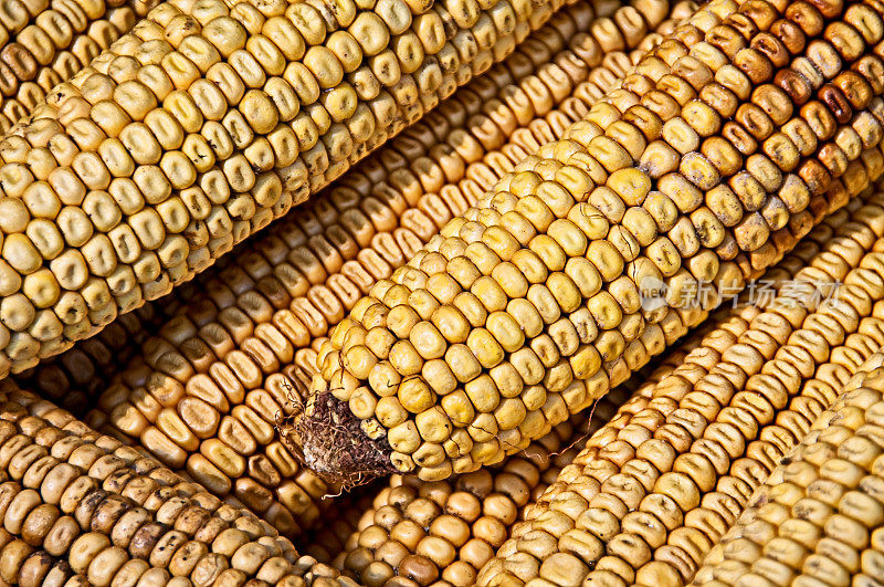农贸市场展出的玉米
