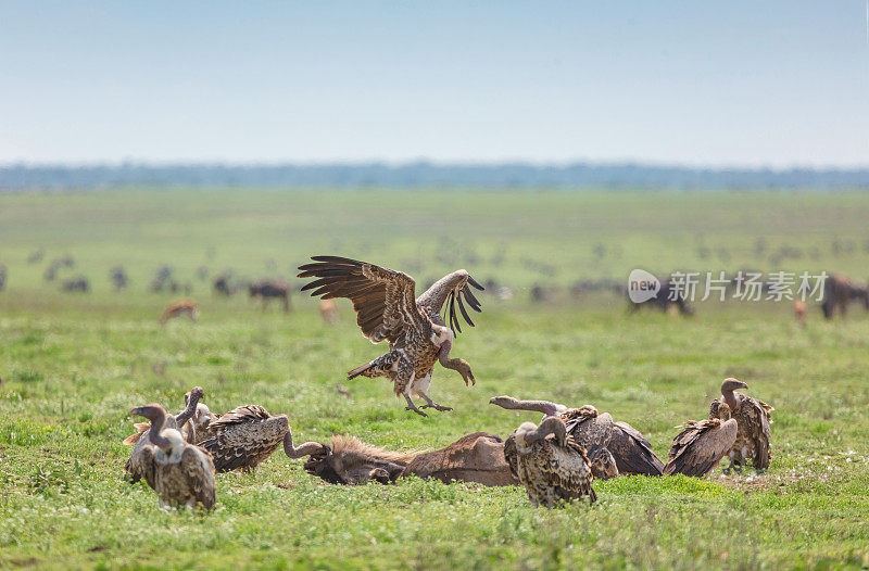 在塞伦盖蒂国家公园，食腐的秃鹫在角马尸体上觅食。坦桑尼亚