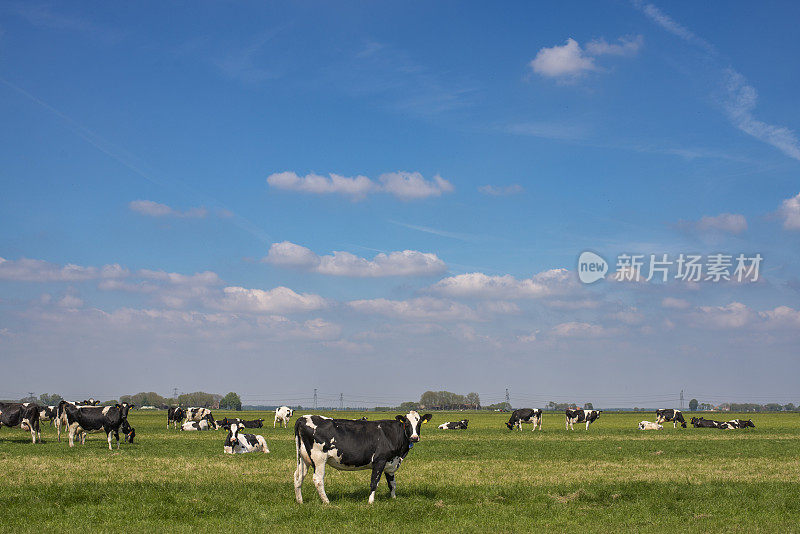 春日里牧场上的牛