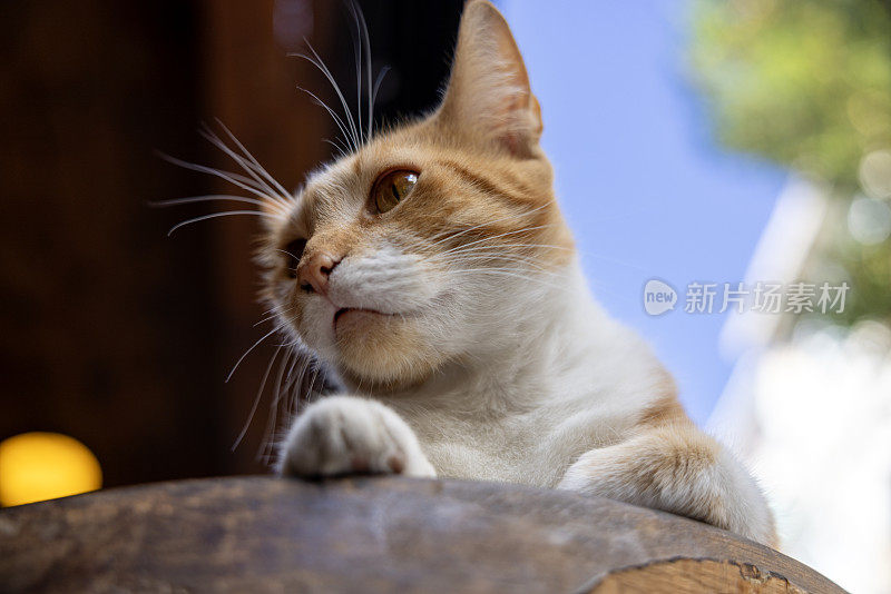 顽皮的流浪猫在桌子上