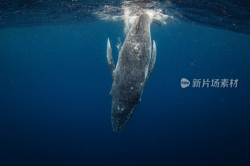 水下近距离拍摄在海面附近游泳的座头鲸幼崽