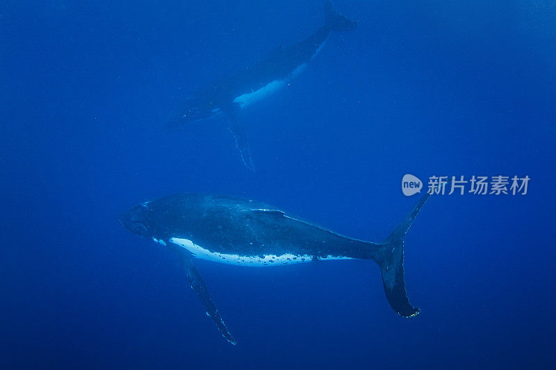 两只大型成年座头鲸在清澈的蓝色开阔海洋中游泳的水下景观