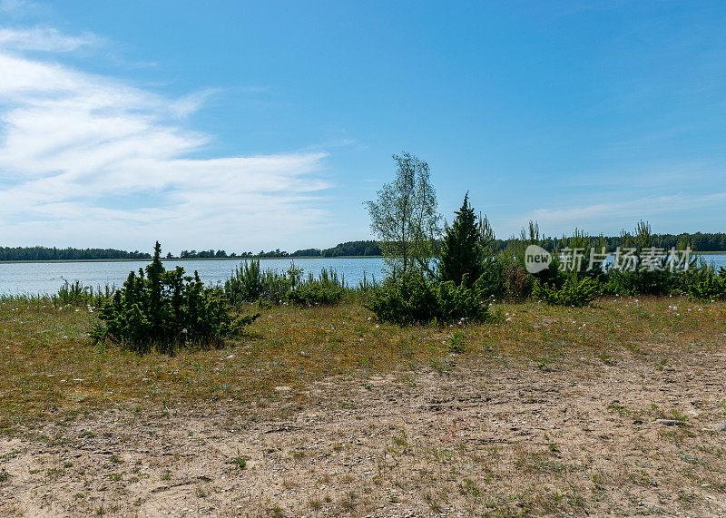 夏天的一天，萨雷马岛开花的海岸，沙丘上的沙小道，爱沙尼亚，波罗的海的哈里莱德自然保护区