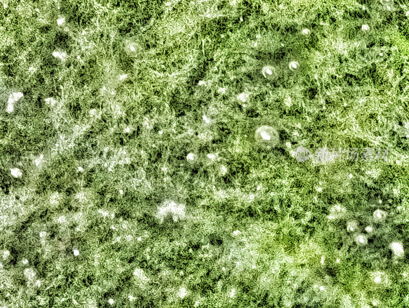 绿藻。