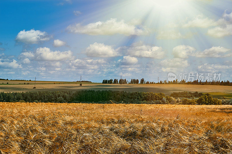 金色的乌克兰小麦沐浴在阳光下，蔚蓝的天空点缀着蓬松的云。一幅风景如画的景色，庆祝着丰收的美景和大自然的辉煌。