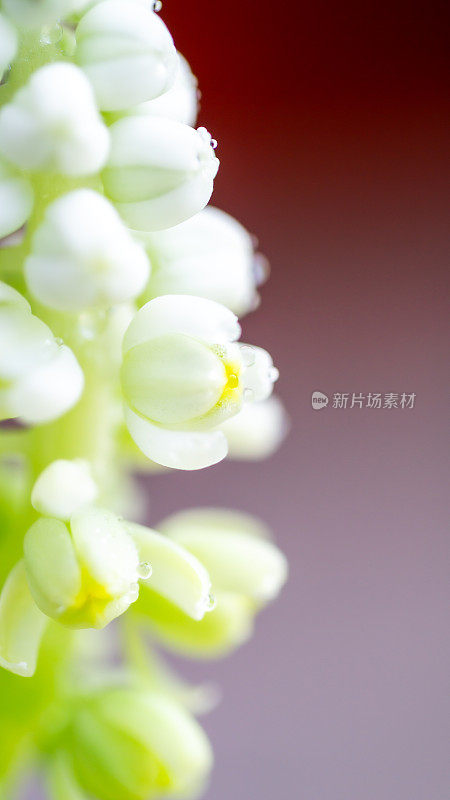 一朵白色的花，上面有清澈的小水滴，这是一个微距镜头。