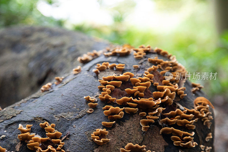 生在枯木上的毛幕壳真菌