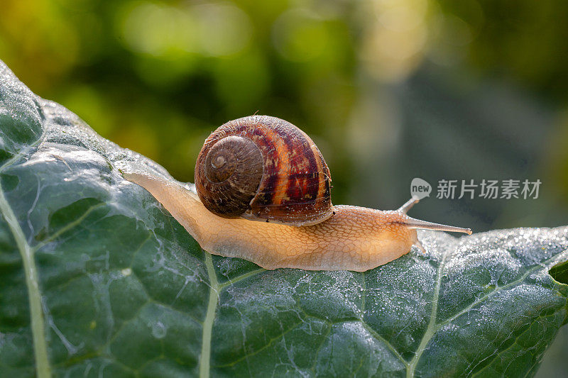 花园里的蜗牛爬过一片绿色的羽衣甘蓝叶子，特写