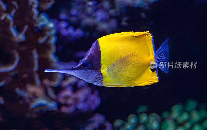 黄长鼻蝶鱼，又称黄长鼻蝶鱼，是毛齿动物科的一种海鱼。