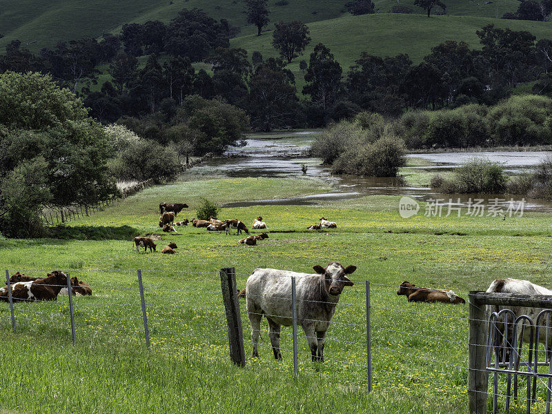 好奇的奶牛在被水淹没的田地里