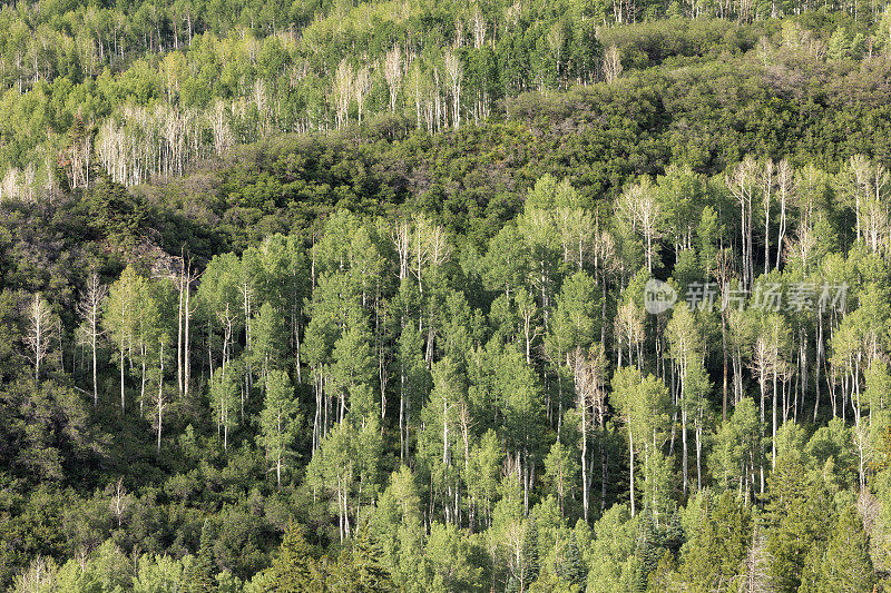 白杨林背景