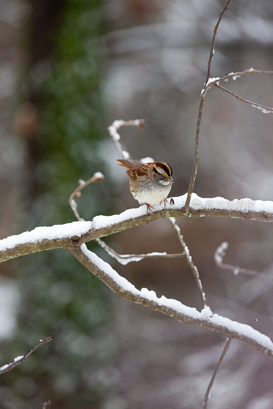 白喉麻雀栖息在白雪皑皑的树枝上