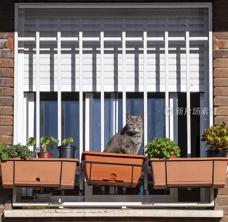一只家猫坐在挂在自家窗户上的盆栽上晒太阳。