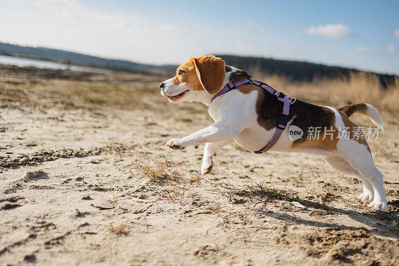 顽皮的小猎犬在沙滩上奔跑